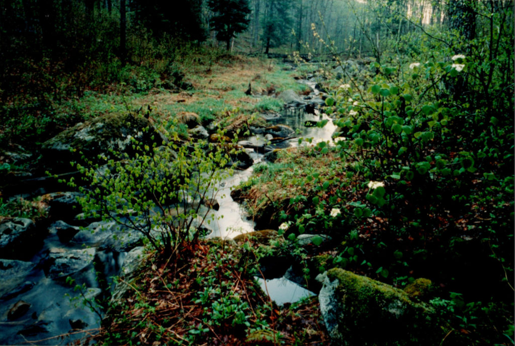 The Fen – Sage Mountain Botanical Sanctuary