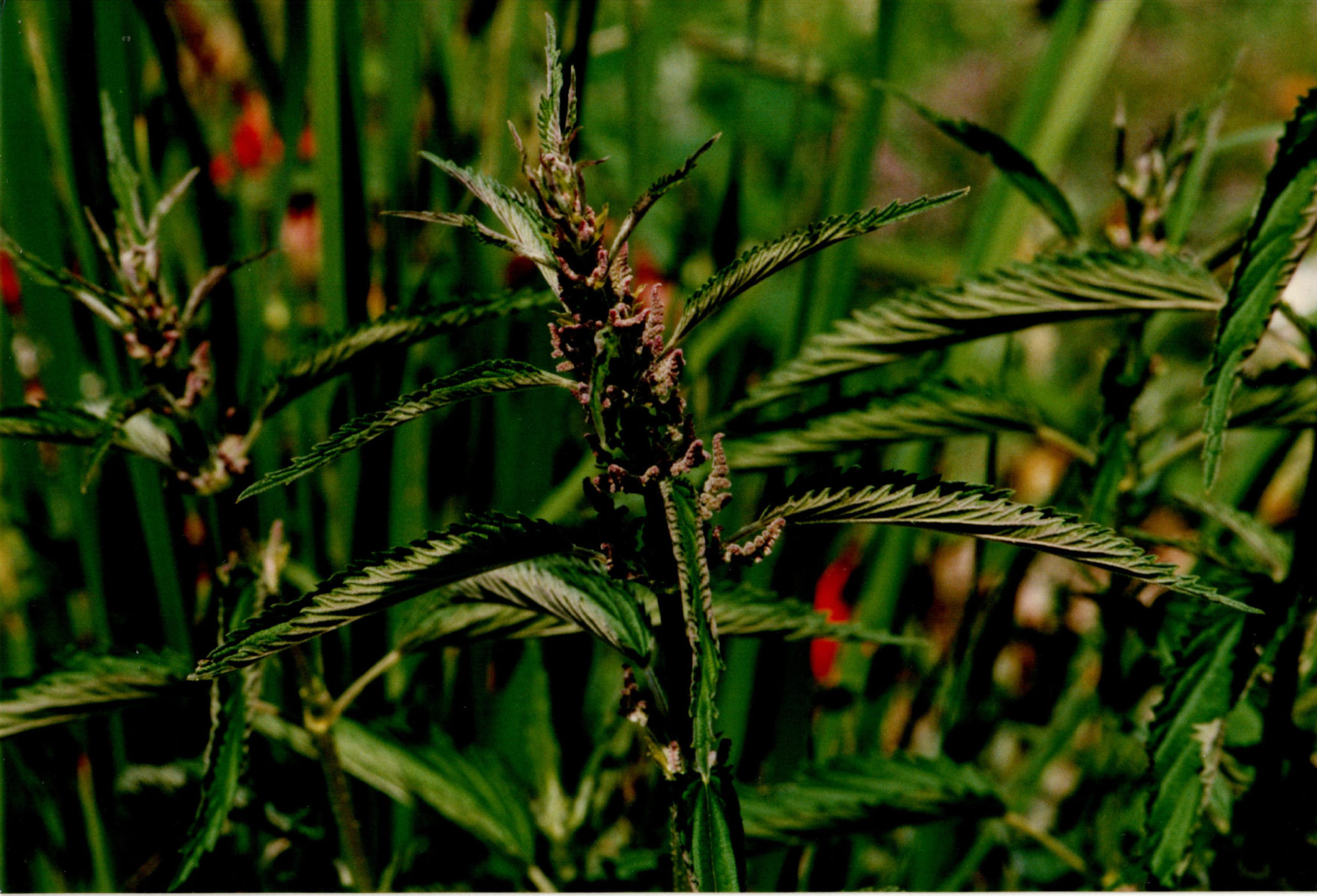 Contact • Sage Mountain Botanical Sanctuary